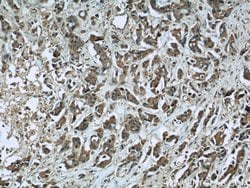 CUL4A Mouse anti-Human, Mouse, Non-human primate, Porcine, Rat, Clone: