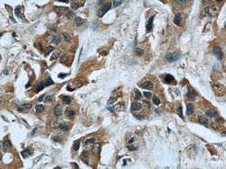 CUL4A Mouse anti-Human, Mouse, Non-human primate, Porcine, Rat, Clone: