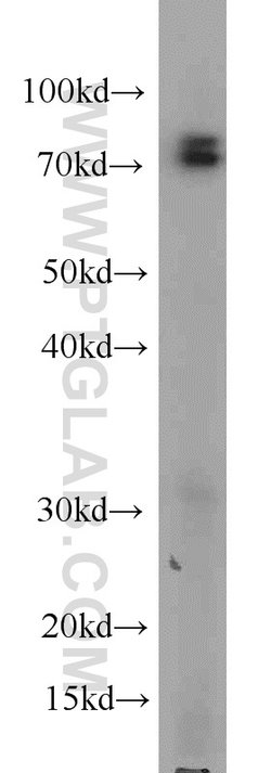 CUL4A Mouse anti-Human, Mouse, Non-human primate, Porcine, Rat, Clone: