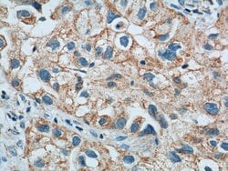 LONP1 Mouse anti-Human, Mouse, Rat, Clone: 1C6C12, Proteintech 150 &mu;L;