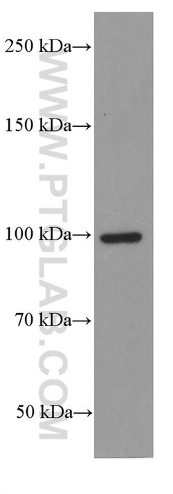 LONP1 Mouse anti-Human, Mouse, Rat, Clone: 1C6C12, Proteintech 150 &mu;L;