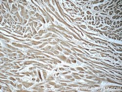 LONP1 Mouse anti-Human, Mouse, Rat, Clone: 1C6C12, Proteintech 150 &mu;L;