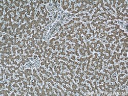 LONP1 Mouse anti-Human, Mouse, Rat, Clone: 1C6C12, Proteintech 150 &mu;L;