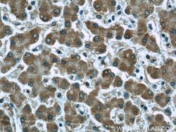 LONP1 Mouse anti-Human, Mouse, Rat, Clone: 1C6C12, Proteintech 150 &mu;L;