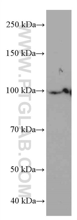 LONP1 Mouse anti-Human, Mouse, Rat, Clone: 1C6C12, Proteintech 150 &mu;L;