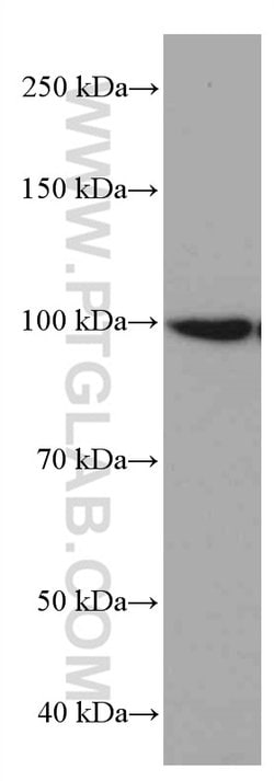 LONP1 Mouse anti-Human, Mouse, Rat, Clone: 1C6C12, Proteintech 150 &mu;L;