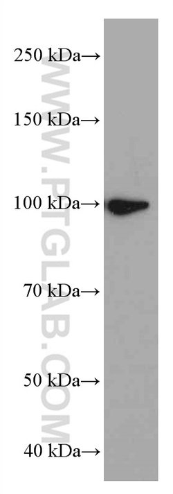 LONP1 Mouse anti-Human, Mouse, Rat, Clone: 1C6C12, Proteintech 150 &mu;L;