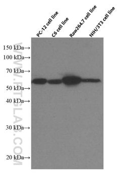 LPCAT1 Mouse anti-Human, Mouse, Rat, Clone: 8B6E9, Proteintech:Antibodies:Primary