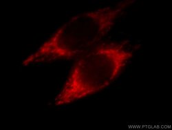 NDUFA4L2 Mouse anti-Human, Clone: 1G1H10, Proteintech:Antibodies:Primary