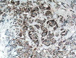 NDUFA4L2 Mouse anti-Human, Clone: 1G1H10, Proteintech:Antibodies:Primary