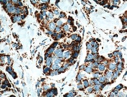 NDUFA4L2 Mouse anti-Human, Clone: 1G1H10, Proteintech:Antibodies:Primary