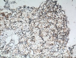 NDUFA4L2 Mouse anti-Human, Clone: 1G1H10, Proteintech:Antibodies:Primary