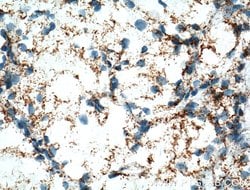NDUFA4L2 Mouse anti-Human, Clone: 1G1H10, Proteintech:Antibodies:Primary