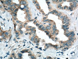 PA2G4 Mouse anti-Human, Mouse, Rat, Clone: 3G10D9, Proteintech 150 &mu;L;