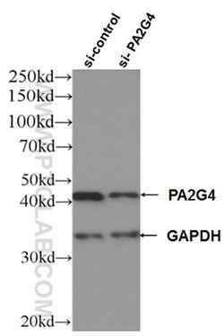 PA2G4 Mouse anti-Human, Mouse, Rat, Clone: 3G10D9, Proteintech 150 &mu;L;