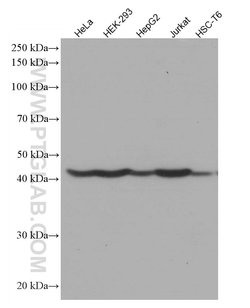 PA2G4 Mouse anti-Human, Mouse, Rat, Clone: 3G10D9, Proteintech 150 &mu;L;