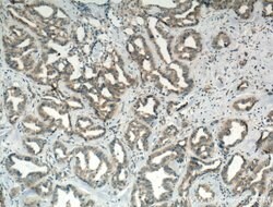 PA2G4 Mouse anti-Human, Mouse, Rat, Clone: 3G10D9, Proteintech 150 &mu;L;