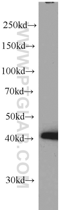 PA2G4 Mouse anti-Human, Mouse, Rat, Clone: 3G10D9, Proteintech 150 &mu;L;