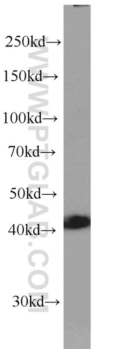 PA2G4 Mouse anti-Human, Mouse, Rat, Clone: 3G10D9, Proteintech 150 &mu;L;
