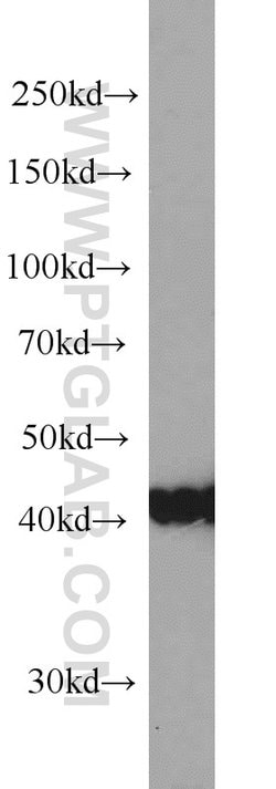 PA2G4 Mouse anti-Human, Mouse, Rat, Clone: 3G10D9, Proteintech 150 &mu;L;
