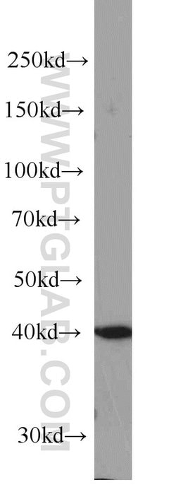 PA2G4 Mouse anti-Human, Mouse, Rat, Clone: 3G10D9, Proteintech 150 &mu;L;