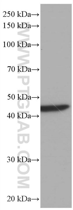 PA2G4 Mouse anti-Human, Mouse, Rat, Clone: 3G10D9, Proteintech 150 &mu;L;