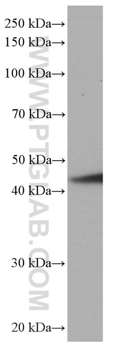 PA2G4 Mouse anti-Human, Mouse, Rat, Clone: 3G10D9, Proteintech 150 &mu;L;