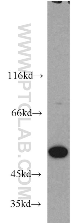 RBAP48 Mouse anti-Human, Clone: 5C4D6, Proteintech 150 &mu;L; Unconjugated:Antibodies,