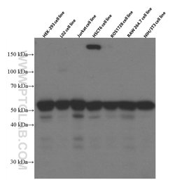 RBAP48 Mouse anti-Human, Clone: 5C4D6, Proteintech 150 &mu;L; Unconjugated:Antibodies,