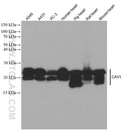 Caveolin-1 Mouse anti-Human, Mouse, Porcine, Rat, Clone: 6C2B2, Proteintech:Antibodies:Primary