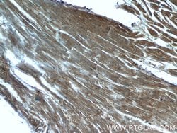 Caveolin-1 Mouse anti-Human, Mouse, Porcine, Rat, Clone: 6C2B2, Proteintech:Antibodies:Primary