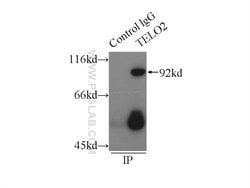TELO2 Mouse anti-Human, Rat, Clone: 3H10F4, Proteintech 20 &mu;L; Unconjugated:Antibodies,