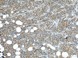 FHIT Mouse anti-Human, Clone: 4D6G1, Proteintech 150 &mu;L; Unconjugated:Antibodies,