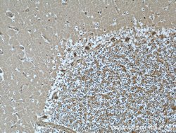 NCALD Mouse anti-Human, Clone: 6B4E10, Proteintech:Antibodies:Primary Antibodies
