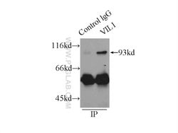 Villin Mouse anti-Human, Mouse, Clone: 2B7B9, Proteintech:Antibodies:Primary