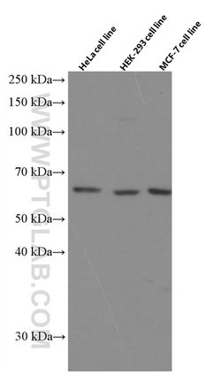 P4HA1 Mouse anti-Human, Mouse, Rat, Clone: 1H10A6, Proteintech 150 &mu;L;