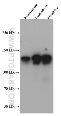 CD22 Mouse anti-Human, Clone: 7A2F1, Proteintech:Antibodies:Primary Antibodies