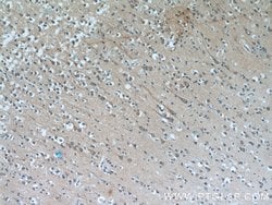 MAOB Mouse anti-Human, Clone: 2B12F3, Proteintech 150 &mu;L; Unconjugated:Antibodies,