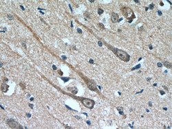 MAOB Mouse anti-Human, Clone: 2B12F3, Proteintech 150 &mu;L; Unconjugated:Antibodies,