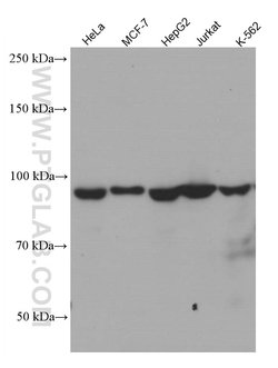 TFIP11 Mouse anti-Human, Clone: 1A1C8, Proteintech 150 &mu;L; Unconjugated:Antibodies,