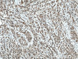 TFIP11 Mouse anti-Human, Clone: 1A1C8, Proteintech 150 &mu;L; Unconjugated:Antibodies,