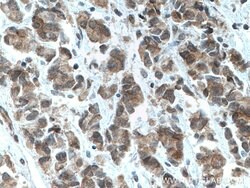 TFIP11 Mouse anti-Human, Clone: 1A1C8, Proteintech 150 &mu;L; Unconjugated:Antibodies,