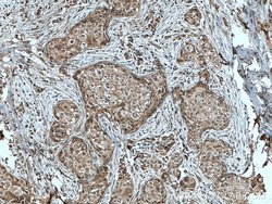 TFIP11 Mouse anti-Human, Clone: 1A1C8, Proteintech 150 &mu;L; Unconjugated:Antibodies,