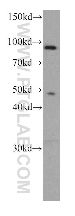 TFIP11 Mouse anti-Human, Clone: 1A1C8, Proteintech 150 &mu;L; Unconjugated:Antibodies,