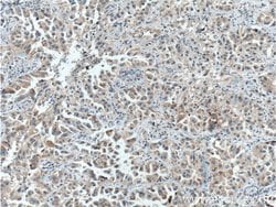 FUT8 Mouse anti-Human, Clone: 2F7H2, Proteintech 150 &mu;L; Unconjugated:Antibodies,