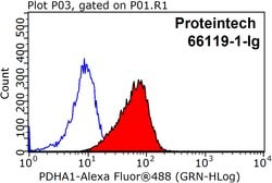 PDH E1 alpha Mouse anti-Human, Clone: 2B3C10, Proteintech:Antibodies:Primary