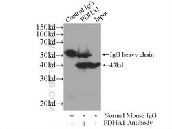 PDH E1 alpha Mouse anti-Human, Clone: 2B3C10, Proteintech:Antibodies:Primary