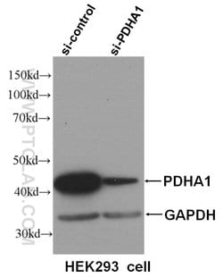 PDH E1 alpha Mouse anti-Human, Clone: 2B3C10, Proteintech:Antibodies:Primary