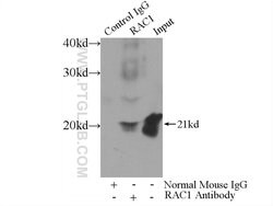 Rac1 Mouse anti-Human, Mouse, Rat, Clone: 4A4B11, Proteintech:Antibodies:Primary