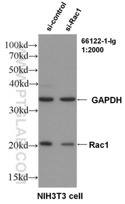 Rac1 Mouse anti-Human, Mouse, Rat, Clone: 4A4B11, Proteintech:Antibodies:Primary